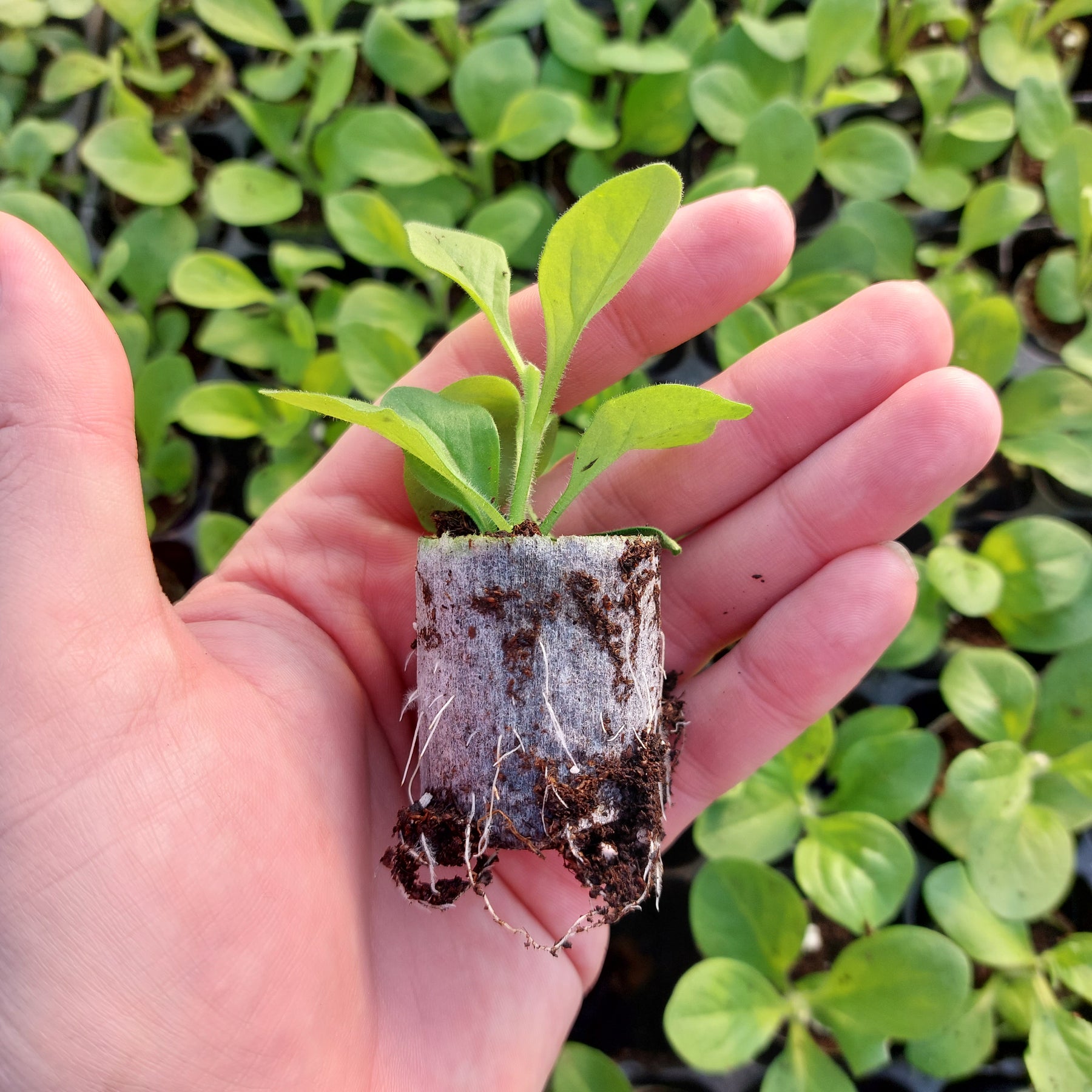 February 2022 - Newsletter - Plug Plants in stock