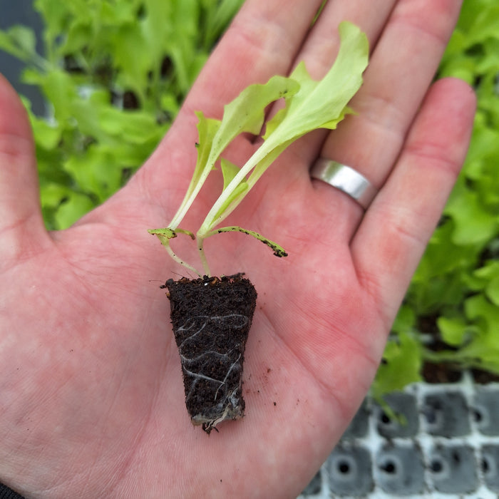 Lettuce - Iceberg - Great lakes (18 Plants)