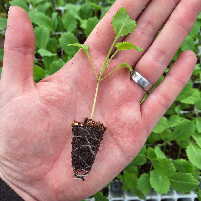 Cabbage – Primo (II) (18 Plants)