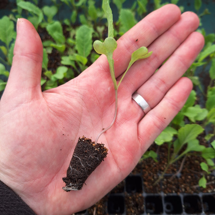 Cauliflower - All Year Round (18 Plants)