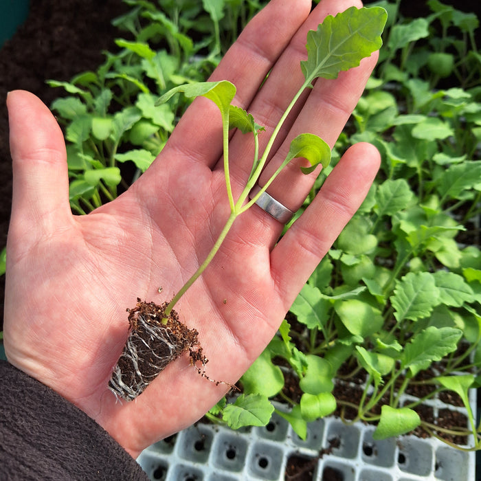 Broccoli - Purple sprouting (18 Plants)