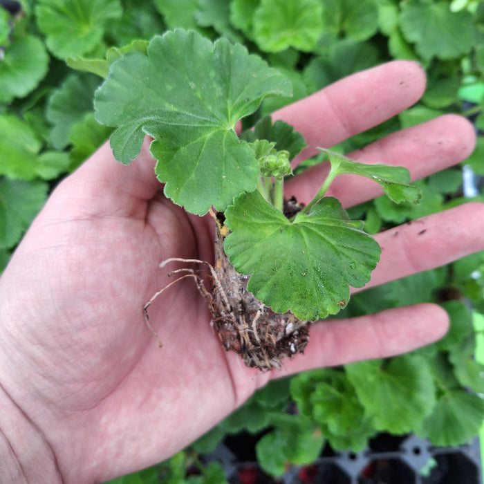 Pelargoniums (Geranium) - pac® White Ice (6 Plug Plants)