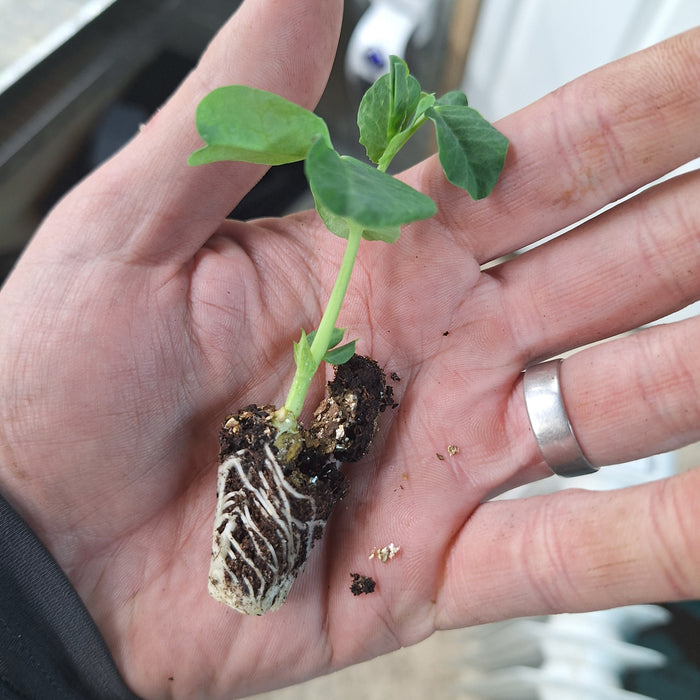Pea Kelvedon Wonder Early And Main Crop (12 Plug Plants)