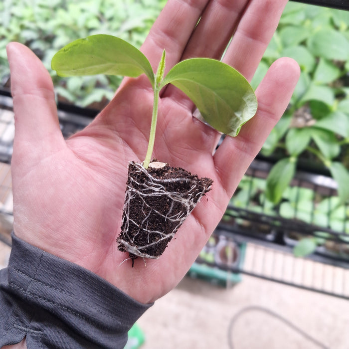 Cucumber - Telegraph Improved (6 Plants)