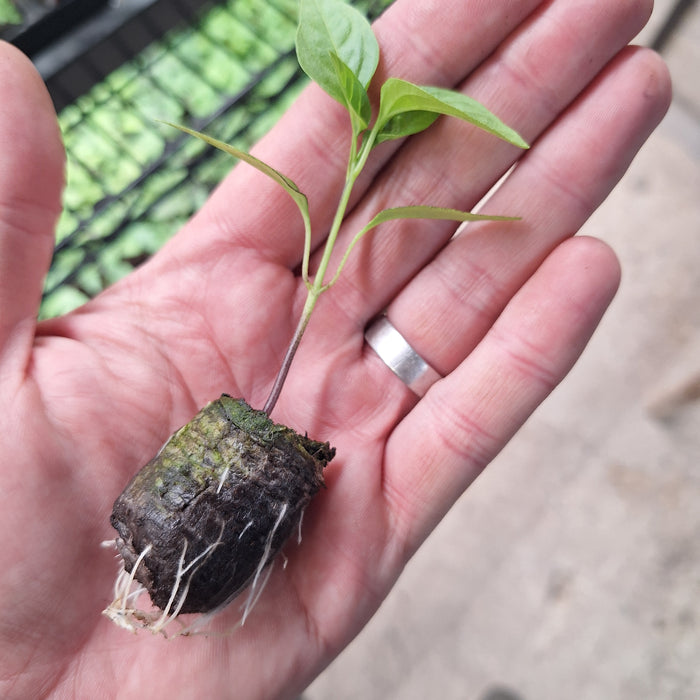 Pepper - Hot Chilli Rokita (6 Plants)