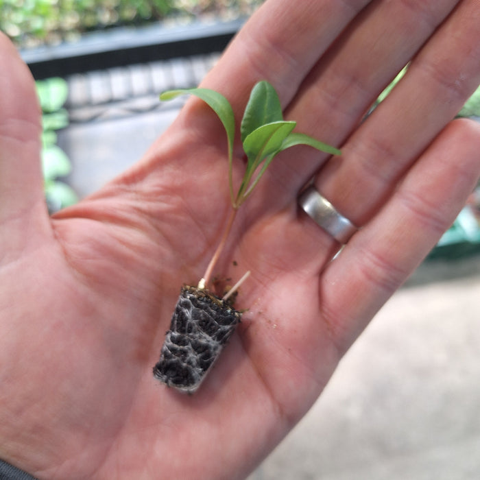 Spinach Perpetual (18 Plants)
