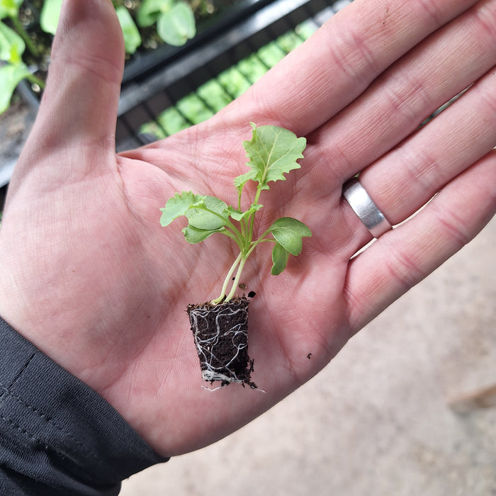 Kale Borecole Dwarf Green Curled (18 Plug Plants)