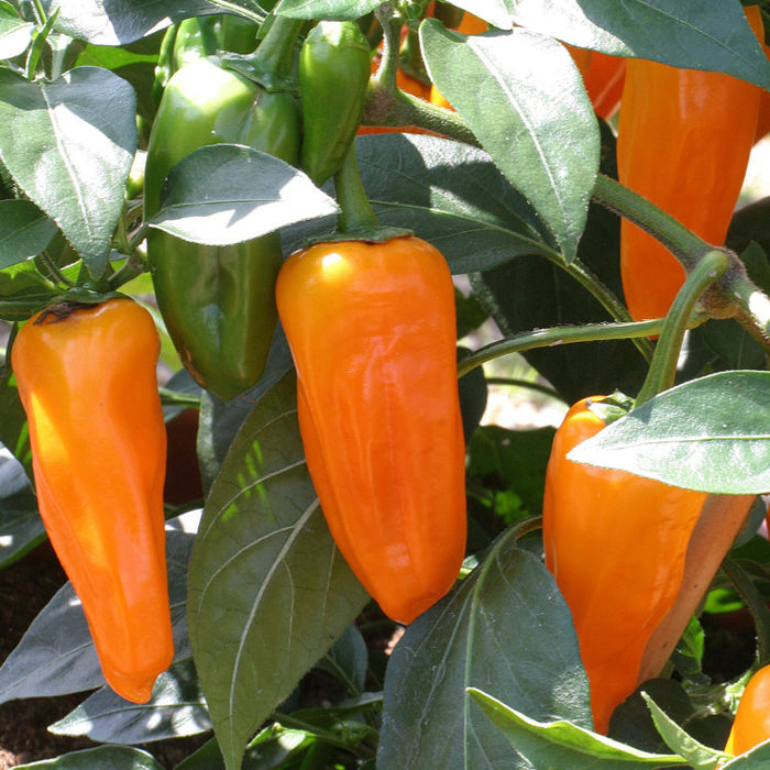 Pepper - Orange Spice (6 Plants)