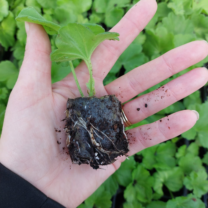 Pelargoniums - pac® Angeleyes® Bicolour (6 Plug Plants)