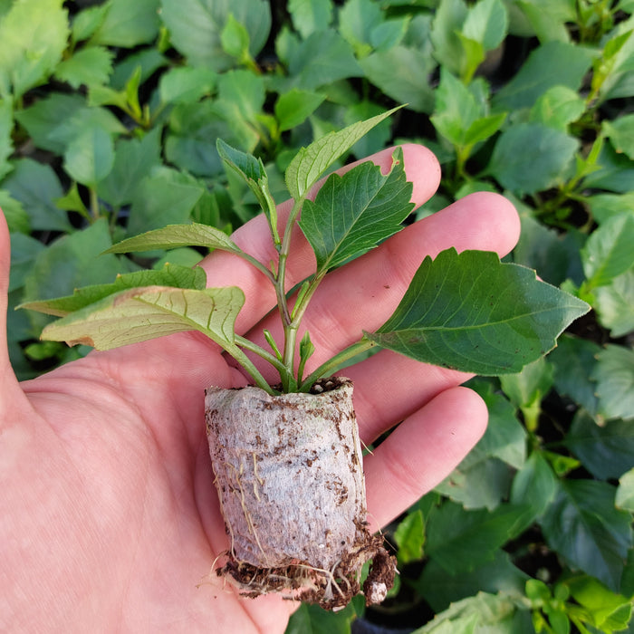 Dahlia - Labella® Grande Yellow (6 Plug Plants)