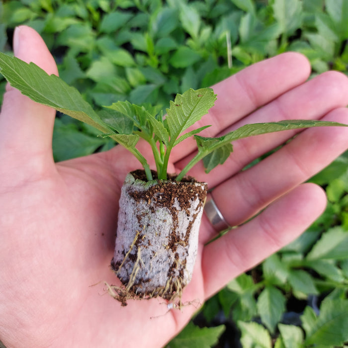 Dahlia - Labella® Grande Orange Bicolour (6 Plug Plants)