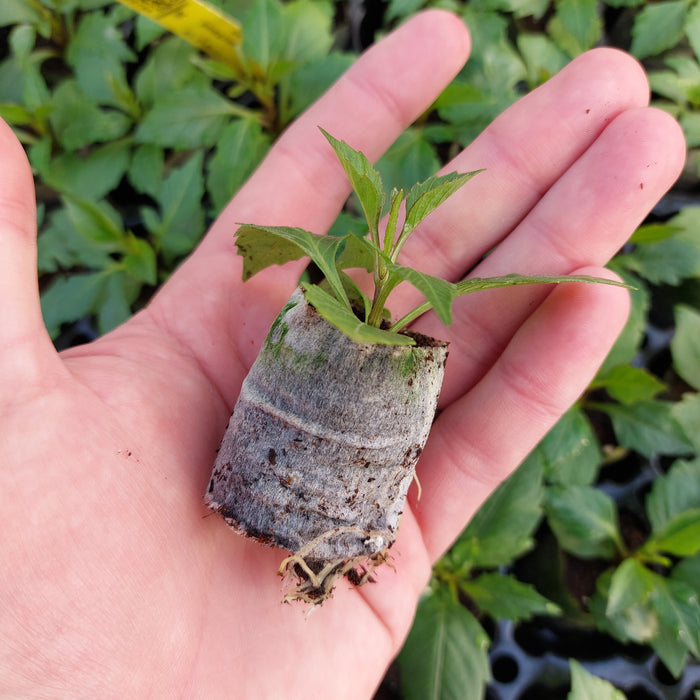 Dahlia - Labella® Grande Red (6 plug plants)