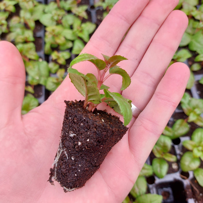 Fuchsia Basket Sir Matt Busby - Red and White (6 plug plants)