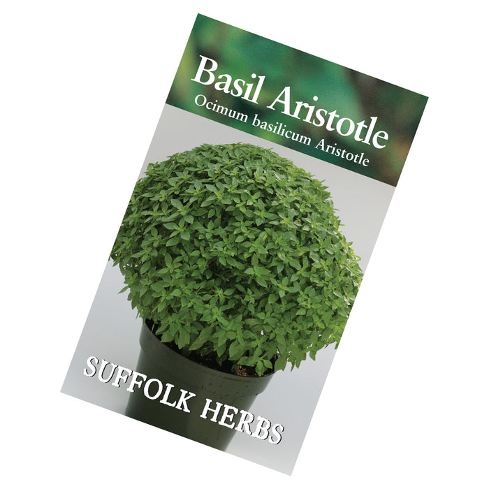 Basil Aristotle Seeds
