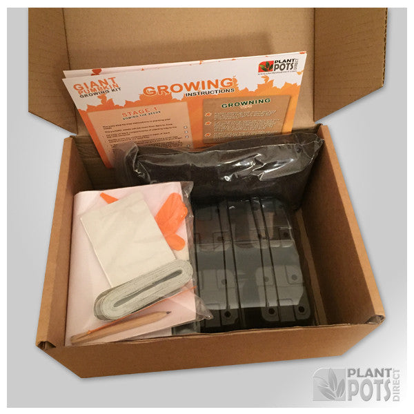 Giant pumpkin growing kit