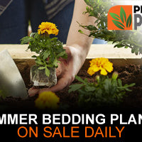 Summer 2019 Bedding plant sales