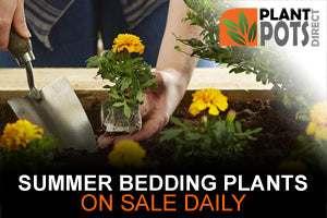 Summer 2019 Bedding plant sales