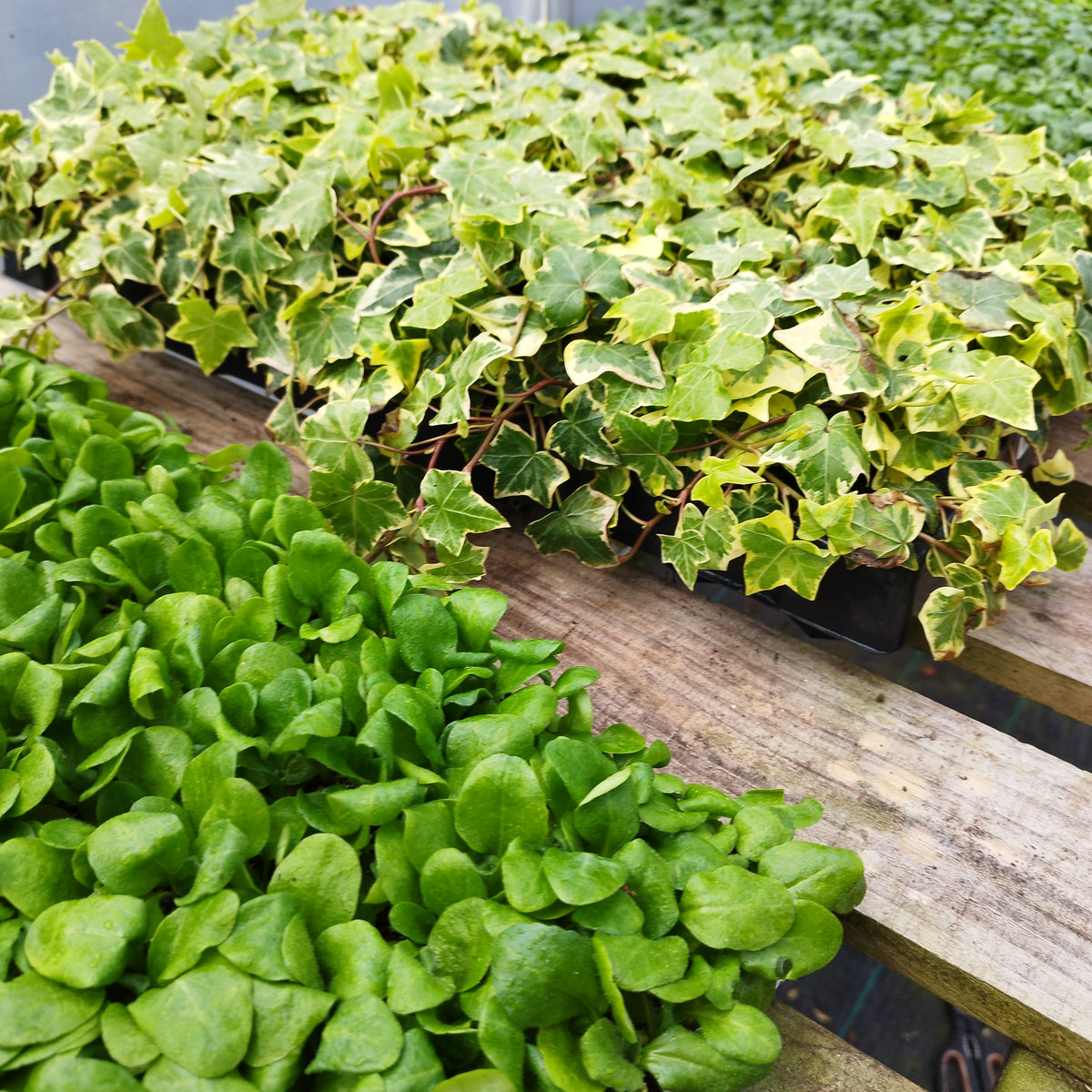 - Transform Your Home With Stunning Large Plant Pots: A Canadian Guide