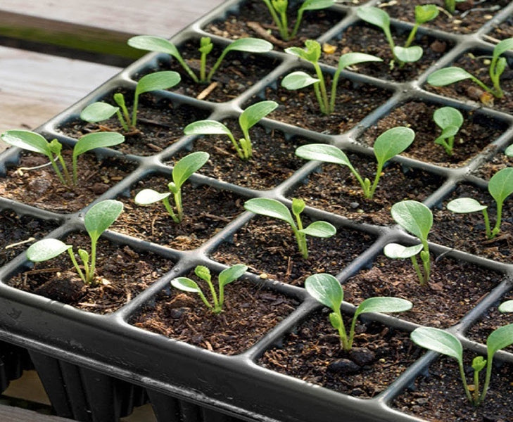 Plug trays — Plant Pots Direct
