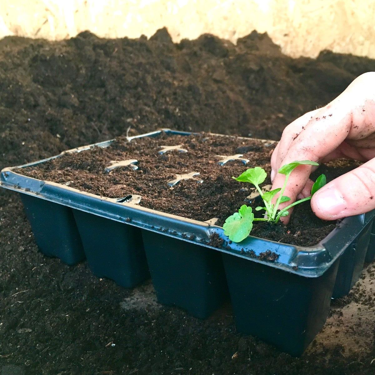 Planting trays