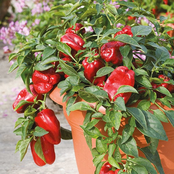 Pepper - Redskin (6 Plants)