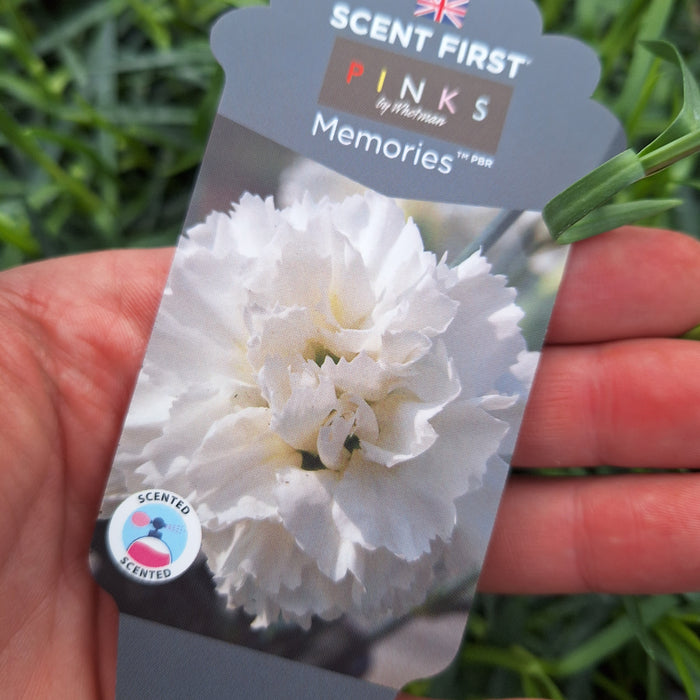 Dianthus Memories - White (6 Plug Plants)