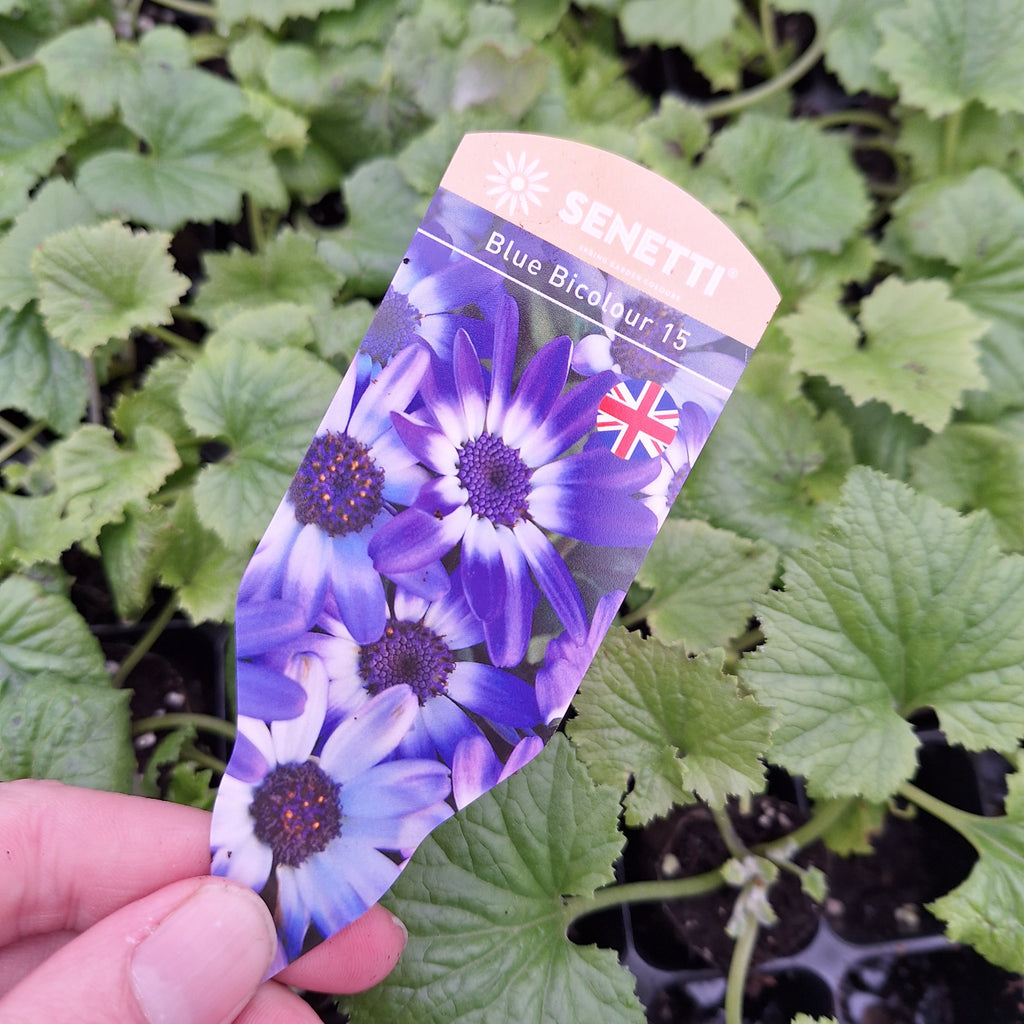 Annual Plug Plants — Plant Pots Direct