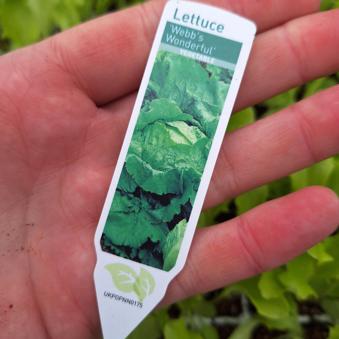 Lettuce - Iceberg - Great lakes (18 Plants)