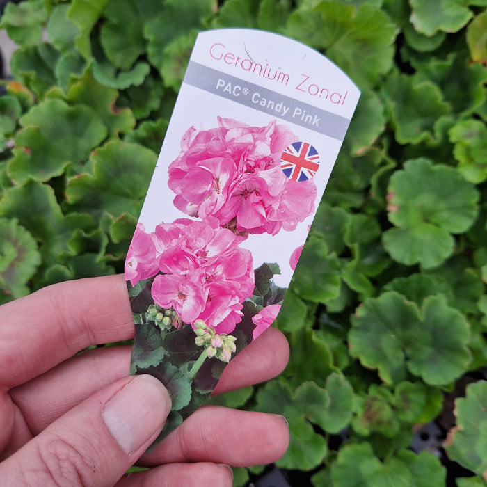 Pelargoniums (Geranium) - pac® Zonal Candy Pink (6 Plug Plants)