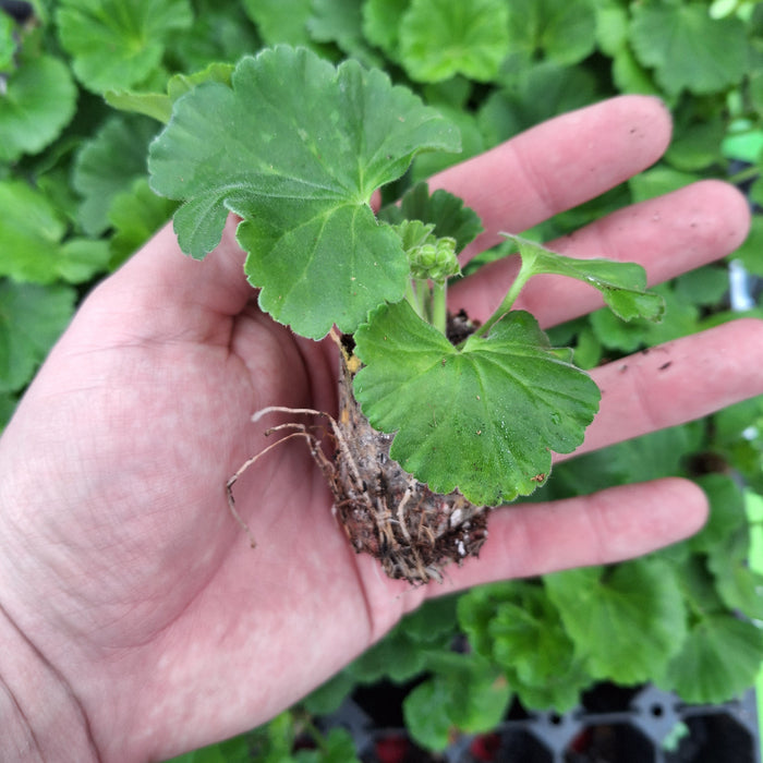 Geranium - Ivy leaf pac® Vicky (6 Plug Plants)
