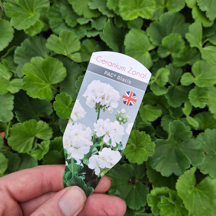 Pelargoniums (Geranium) - pac® White Ice (6 Plug Plants)