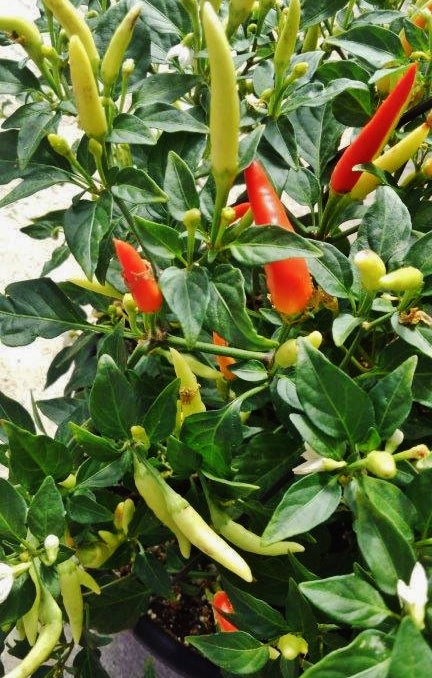 Pepper - Basket Of Fire (6 Plants)