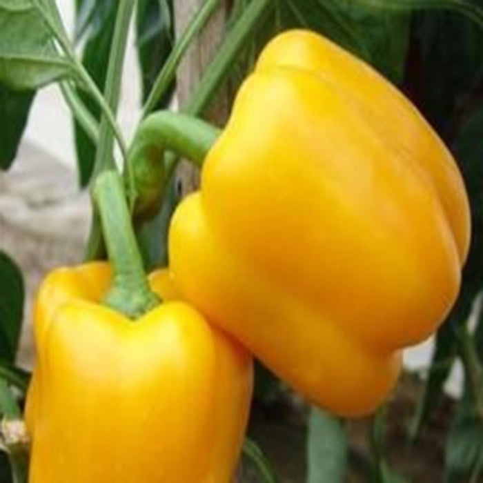 Pepper - Nirvana (6 Plants)