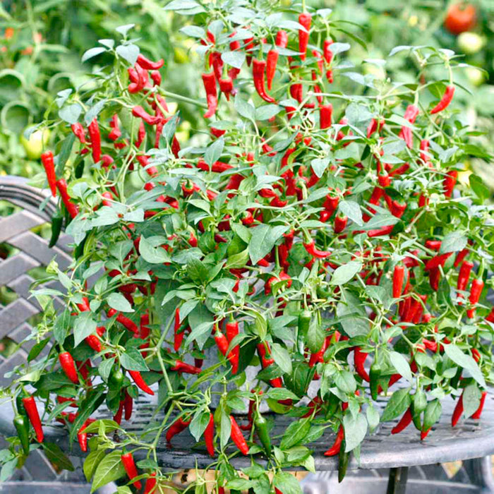 Pepper - Cayennetta (6 Plants)