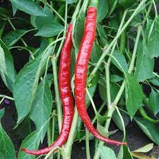 Pepper - Long Slim (6 Plants)