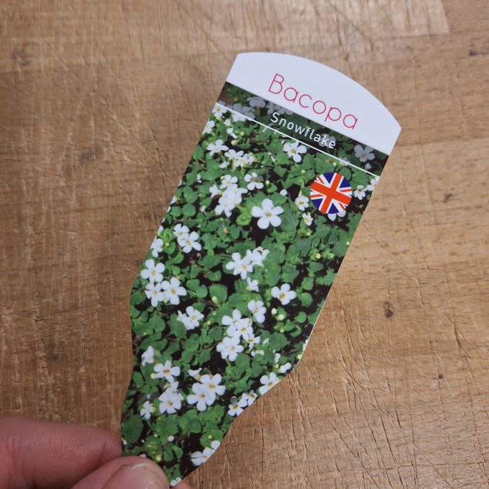 Bacopa - Snowflake (6 Plants)