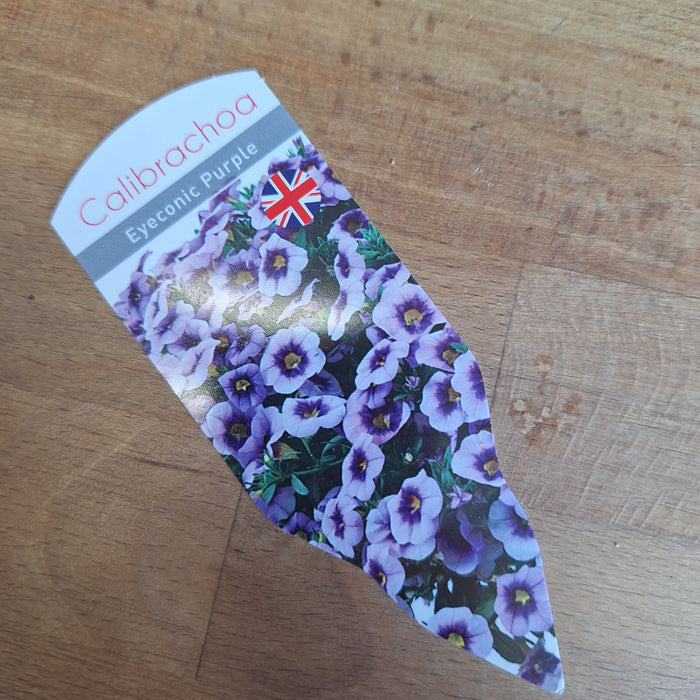 Calibrachoa - Eyeconic™ Purple (6 Plants)