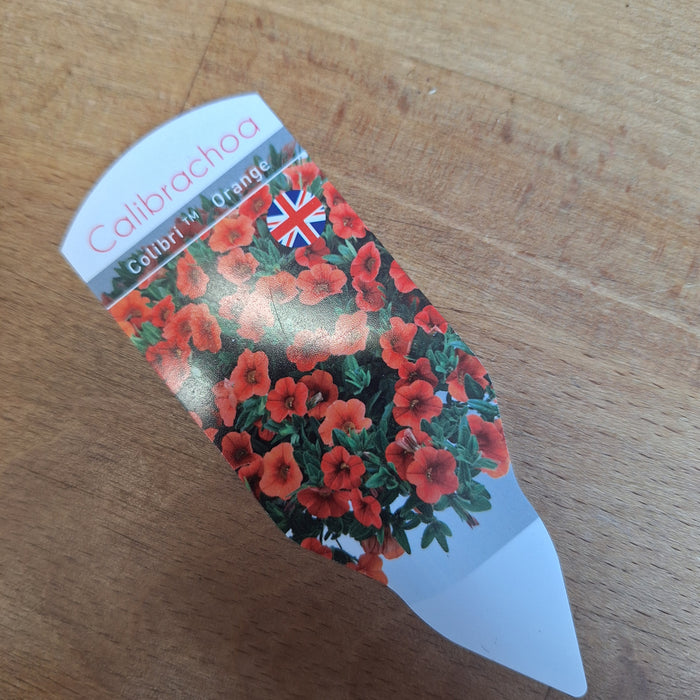 Calibrachoa - Colibri™ Orange (6 Plants)