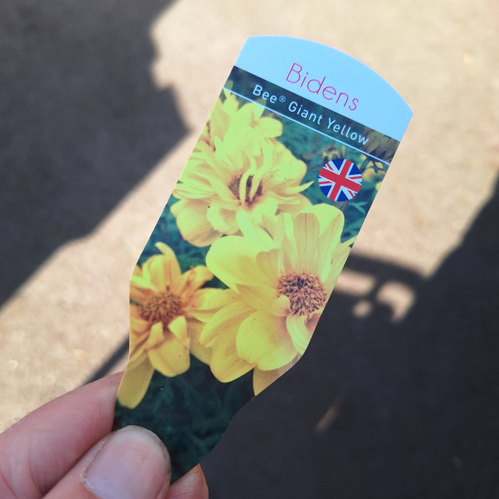 Bidens - Bee Giant Yellow (6 Plug Plants)