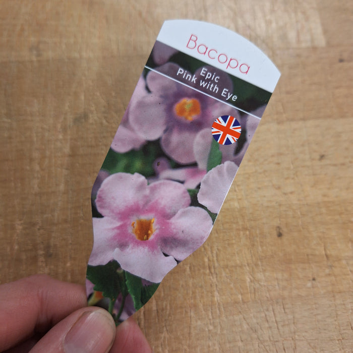 Bacopa - Epic Pink with eye (6 Plants)