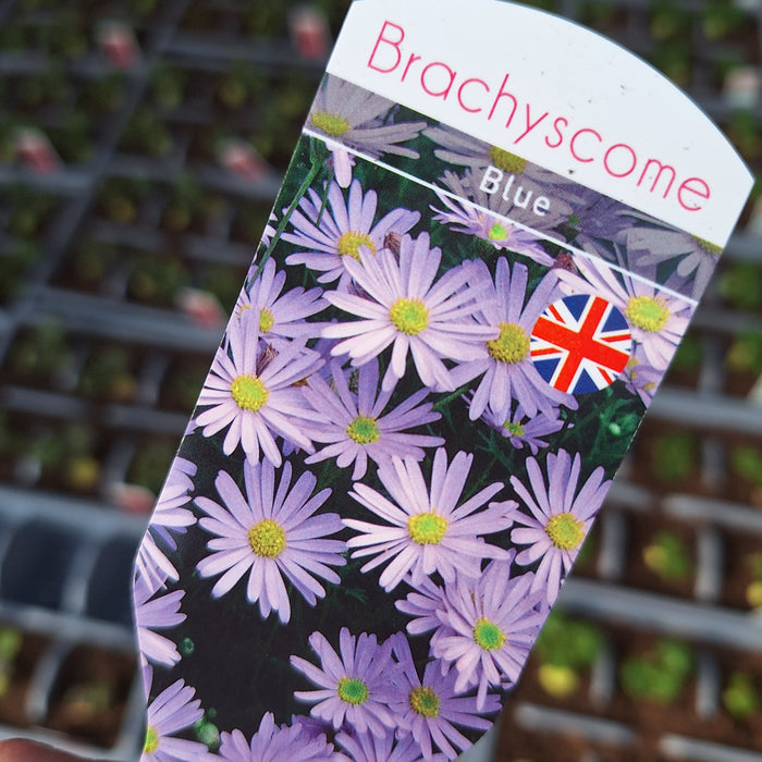 Brachyscome - Blue (6 Plants)