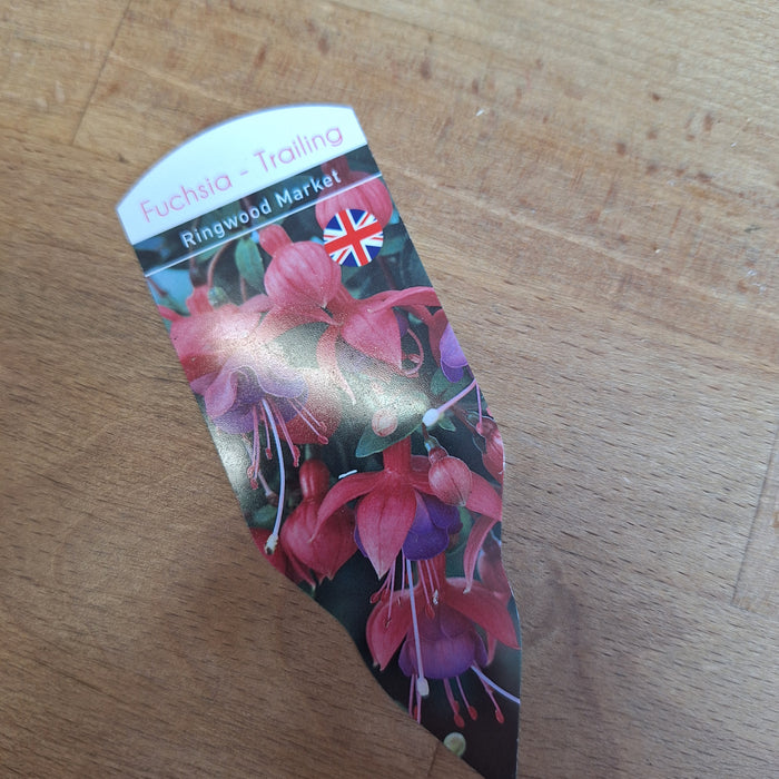 Fuchsia - Ringwood Market - Red and Purple (6 plug plants)