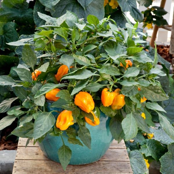Pepper - Mohawk (6 Plants)