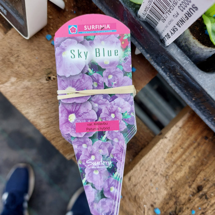 Petunia Surfinia® - Blue Sky (6 Plants)