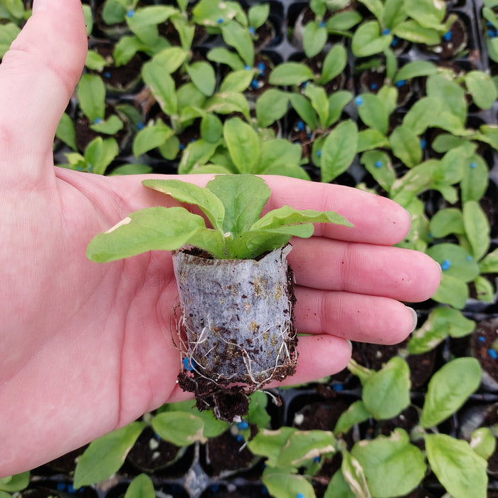 Petunia Surfinia® - Deep Red (6 Plants)