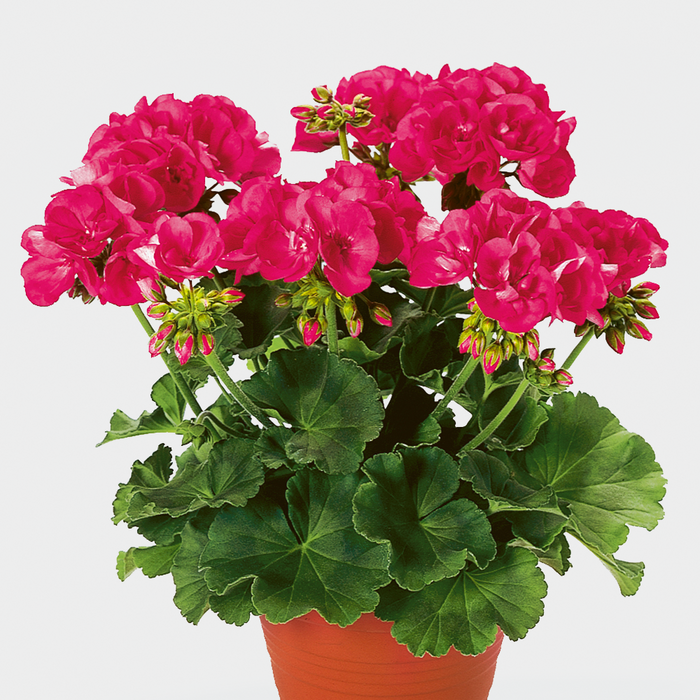 Pelargoniums (Geranium) - pac® Zonal Shocking Pink (6 Plug Plants)