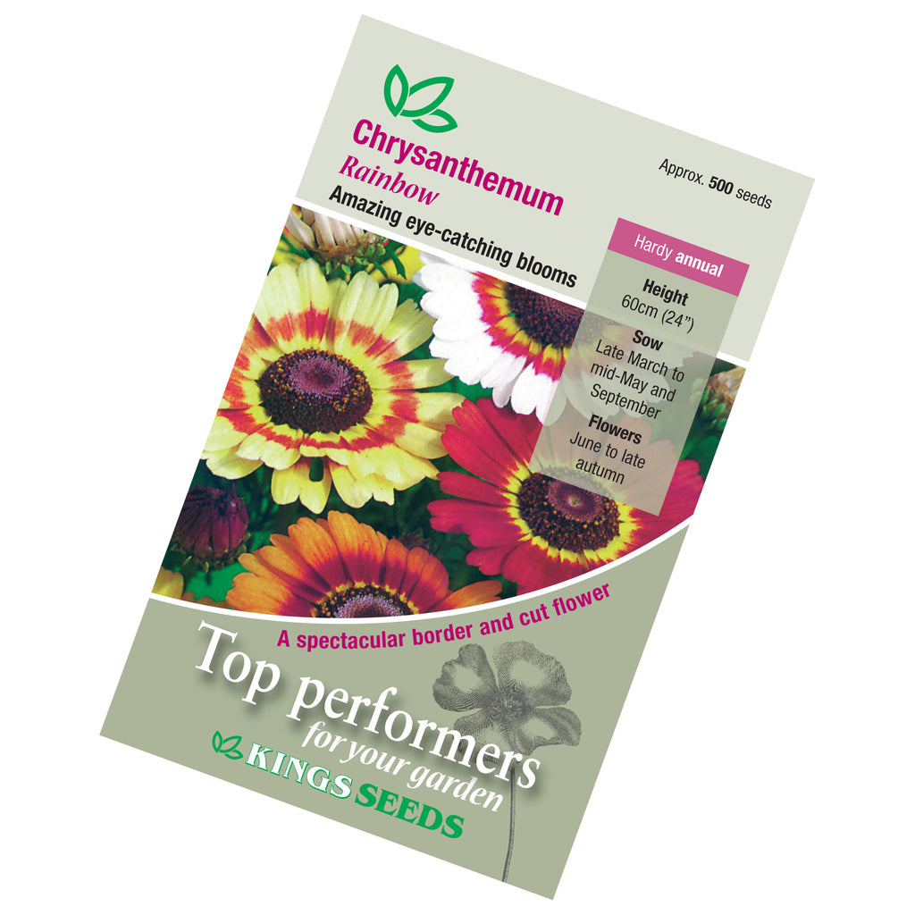 chrysanthemum flower seeds Chrysanthemum Rainbow Seeds — Plant Pots Direct
