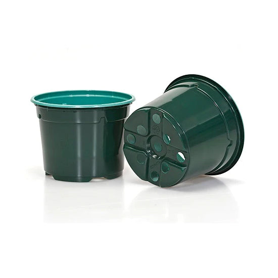 9cm Coloured Duo 5° Low Pot - Pine Green