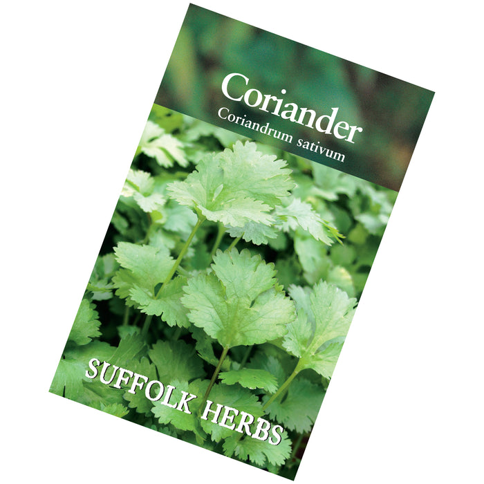 Coriander Leisure seeds