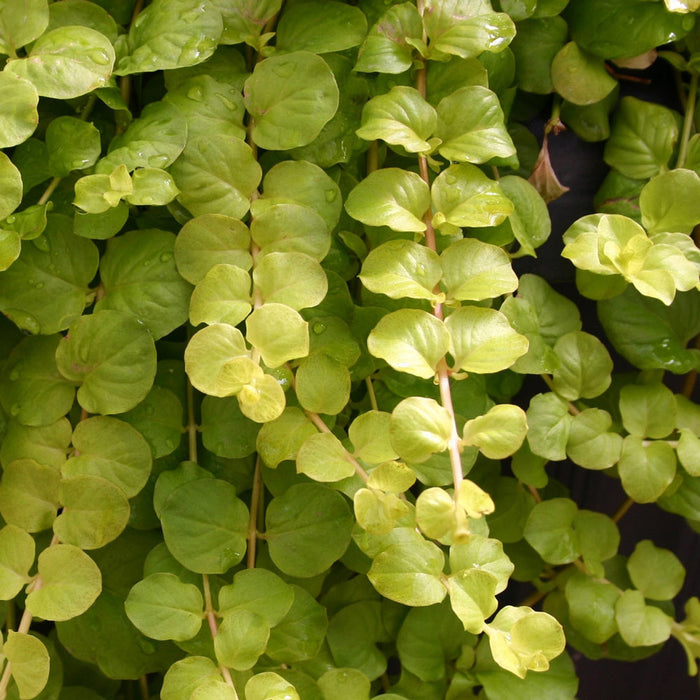 Lysimachia - Golden Foilage (6 plug plants)